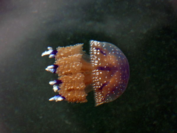 Jelly fish atau ubur-ubur yang tidak menyengat menjadi tujuan para wisatawan di Kepulauan Togean. Foto: Christopel Paino