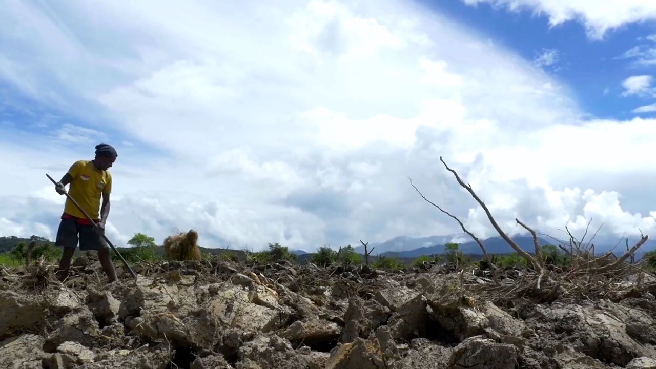 Tetua Adat Witawaya yang juga pemilik ladang sedang membalik tanah untuk membuka ladang di tanahnya. Foto: Wahyu Mulyono