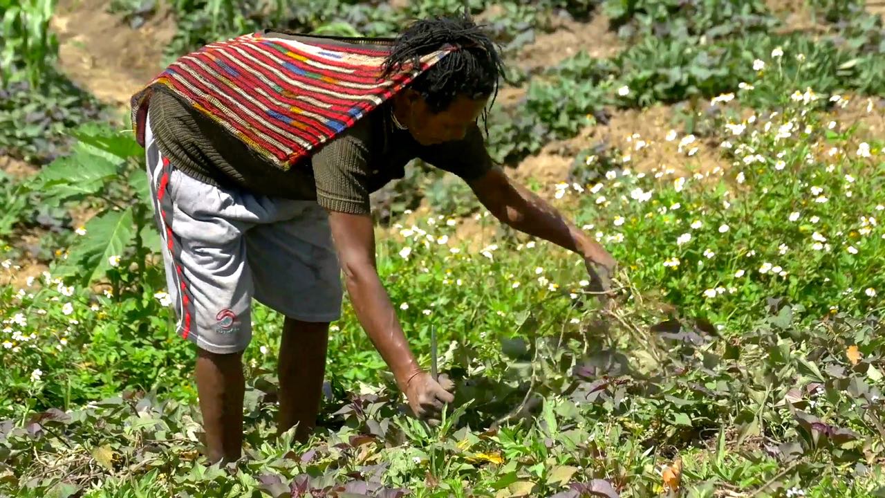 Penduduk Desa Asolokobal sedang berkebun di tanah mereka. Foto: Wahyu Mulyono