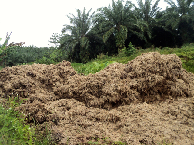 Tandan buah sawit yang dibiarkan teronggok dan busuk di jalan di tepian kebun perusahaan di Merauke. Foto: Agapitus Batbual