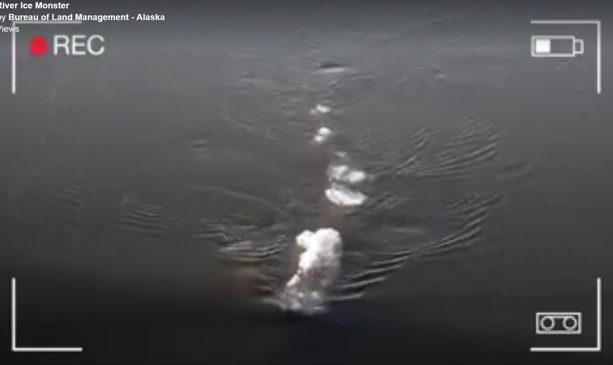 Makhluk misterius yang terekam kamera di Sungai Chena, Alaska.