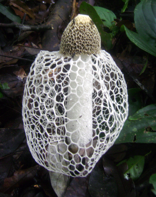 Jamur Jaring. Foto: Dok. Bidang Pengelolaan Taman Nasional Wilayah Sumatera Selatan – Bengkulu Balai Besar TNKS