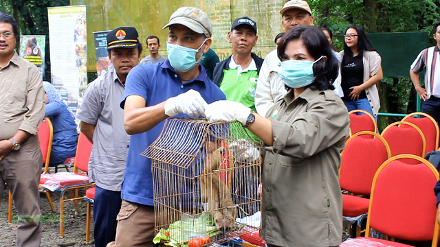 Direktur ISCP Rudiant Sembiring menyerahkan kukang sitaan kepada Kepala BKSDA Sumut, Hotmauli Sianturi. Foto: Ayat S Karokaro