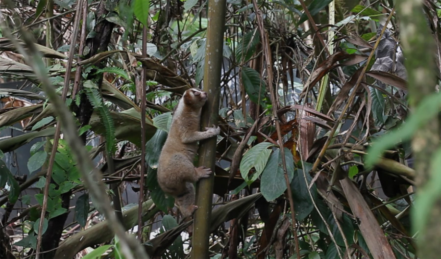 Rumah sejati kukang adalah hutan, jangan diburu karena ia penting bagi ekosistem alam. Foto: IAR Indonesia