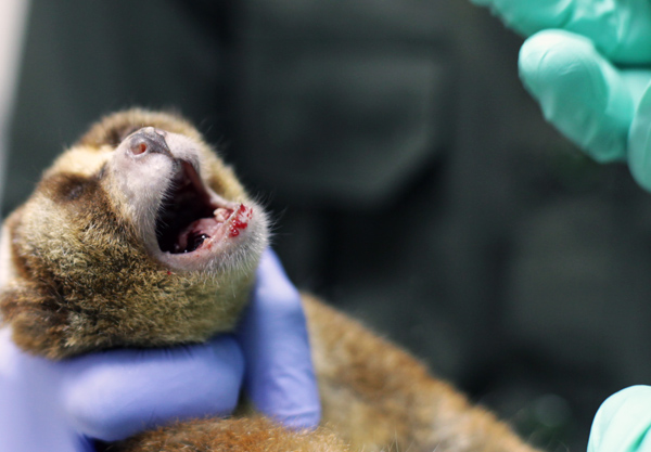 Kukang ini dicabut giginya oleh pedagang satwa. Akibatnya kukang menderita karena akan sulit untuk makan buah. Foto: IAR Indonesia