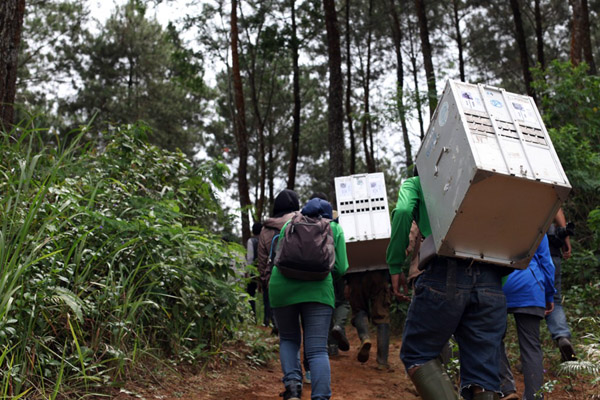 Perjalanan menuju lokasi pelepasan kukang di Gunung Sawal. Foto: IAR Indonesia
