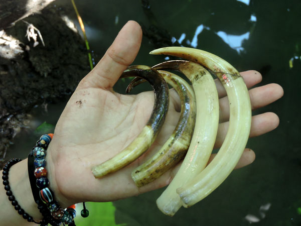 Taring babirusa yang ditunjukkan oleh masyarakat setempat. Foto: Christopel Paino