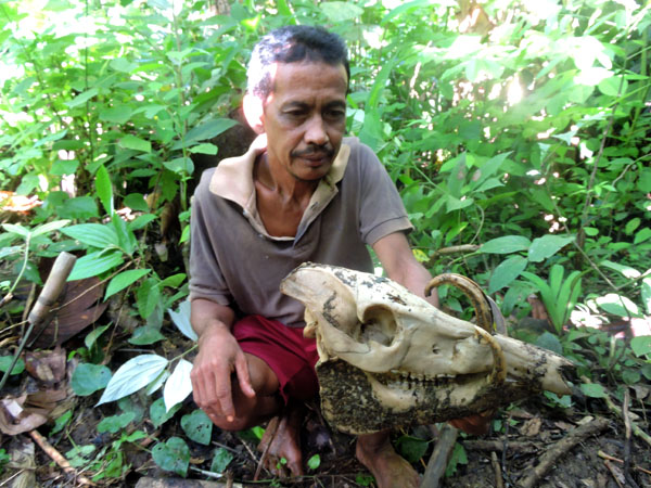 Siangka Bunahi, masyarakat setempat, memperlihatkan tengkorak babirusa yang bagi masyarakat dianggap sebagai hama. Foto: Christopel Paino