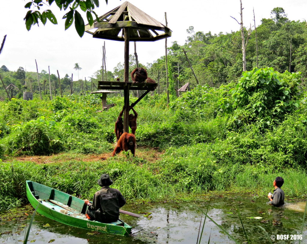 Sekolah orangutan bertujuan memberi bekal kemampuan kepada orangutan agar saat dilepasliarkan di alam nanti bisa bertahan hidup. Foto: BOSF