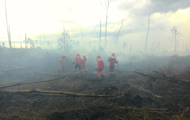 Tim Cegah Api Greenpeace berusaha memadamkan api di lahan gambut yang terbakar di Rantau Bais, Kamis, 27/10/16. Foto: Zamzami