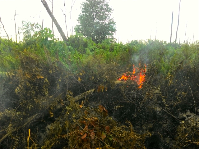 Salah satu titik kebakaran hutan di lahan gambut Rantau Bais, Rohil Jumat, 28/10/16. Kebakaran meluas hingga seratusan hektar yang sudah berlangsung lebih dari dua pekan. Foto: Zamzami