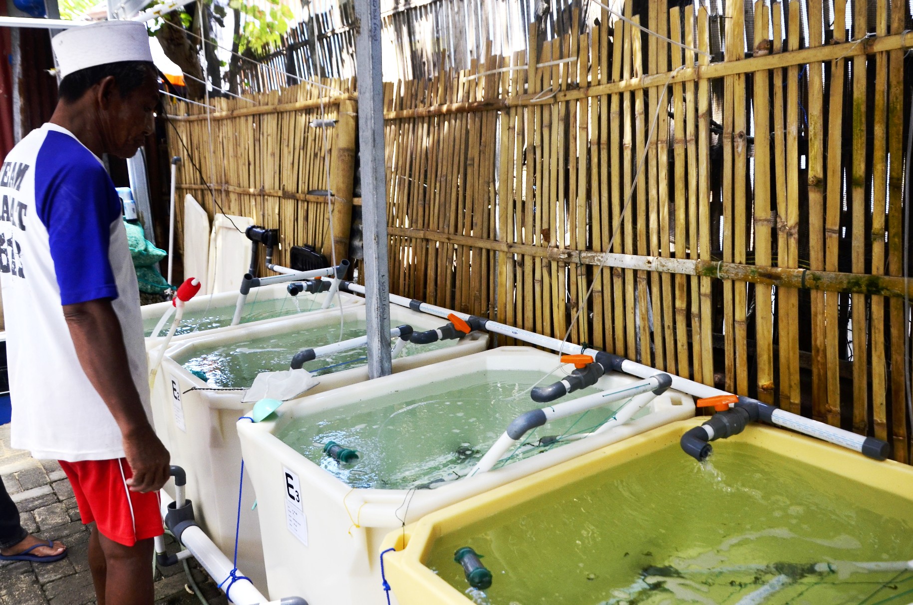 Daeng Limpo meninggalkan profesi lamanya sebagai nelayan tangkap untuk budidaya kuda laut. Sekali panen ia bisa menghasilkan 100 ekor kuda laut yang dijual dengan harga Rp30 ribu per ekor . Foto: Wahyu Chandra