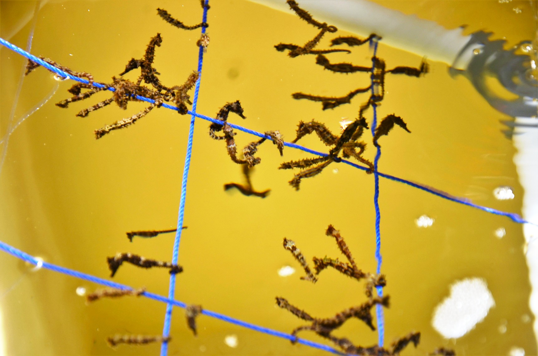 Kuda laut di alam bebas kini dibudidayakan di Pulau Badi, Desa Mattiro Deceng, Kecamatan Liukang Tupabbiring, Kabupaten Pangkep, Sulsel menyusul semakin berkurangnya populasi ikan unik ini karena eksploitasi yang berlebihan. Foto: Wahyu Chandra.