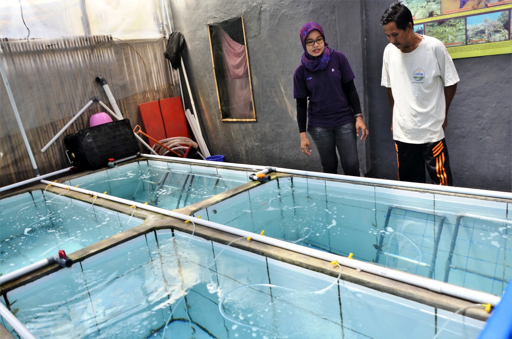 Budidaya kuda laut di Pulau Badi, Desa Mattiro Deceng, Kecamatan Liukang Tupabbiring, Kabupaten Pangkep, Sulsel. Budidaya ini membutuhkan kolam dengan air bersih dan suhu yang terjaga. Foto: Wahyu Chandra
