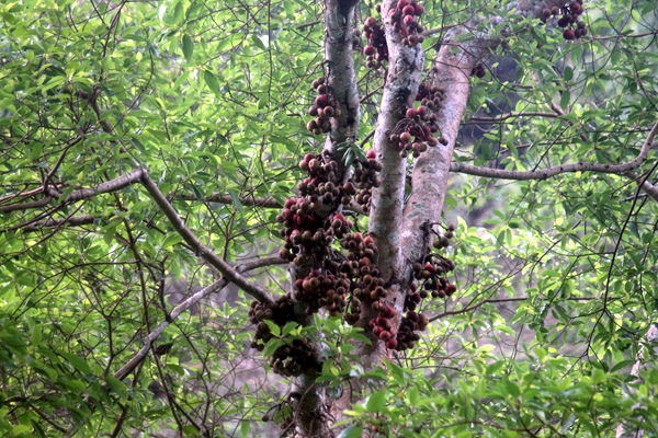 Pohon rbuah seperti ini yang diperkirakan menjadi alasan untuk rangkong singgah atau tinggal. Foto: Petrus Riski