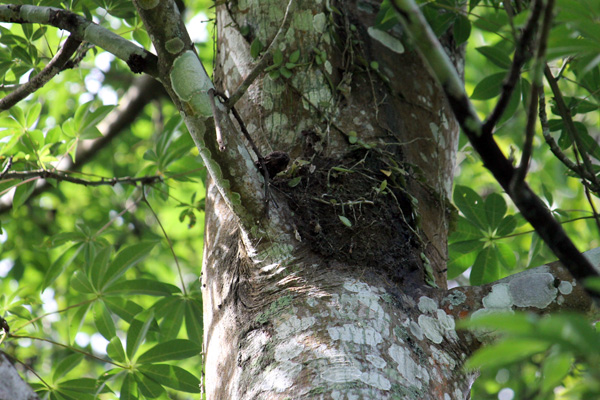 Pohon tinggi yang batangnya tertutup tanah. Lubang ini diperkirakan tempat satwa bersarang. Foto: Petrus Riski 