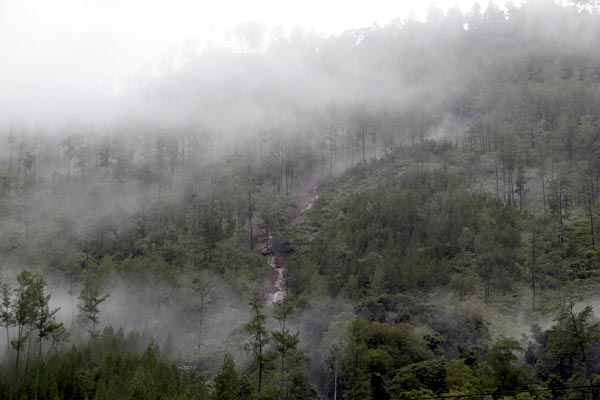 Hutan Leuser yang harus dilindungi. selain berfungsi sebagai penopang hidup masyarakat dan sumber air bersih di hutan ini hidup juga gajah, orangutan, badak sumatera, dan harimau sumatera. Foto: Junaidi Hanafiah