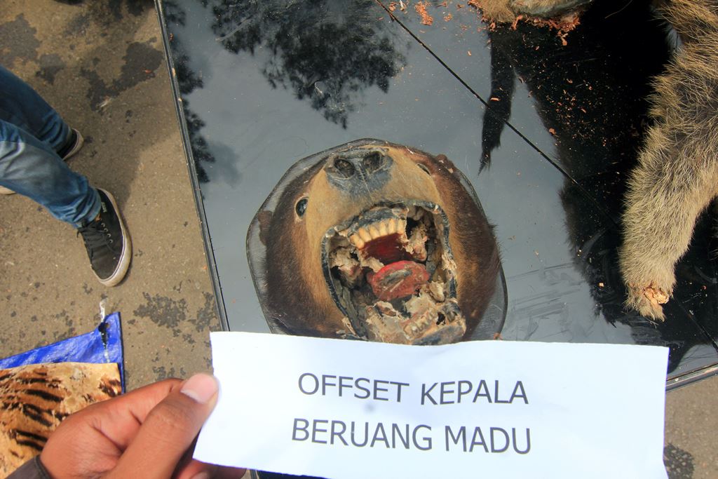 kepala beruang madu diamankan oleh kepolisan dari satu tersangka berinisial AS yang sudah penganalaman soal satwa offsetan. foto : Donny Iqbal 