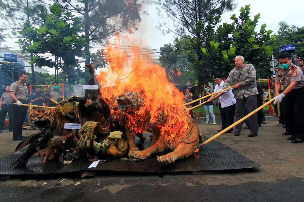 Kapolda Jabar Irjen Pol Bambang Waskito (pakai masker) membakar 38 jenis barang bukti satwa yang dilindungi dalam kondisi mati dan kering yang diperjualbelikan di halaman markas Polrestabes Bandung, Jalan Jawa, Kota Bandung, Selasa (1/11/2016). foto : Donny Iqbal
