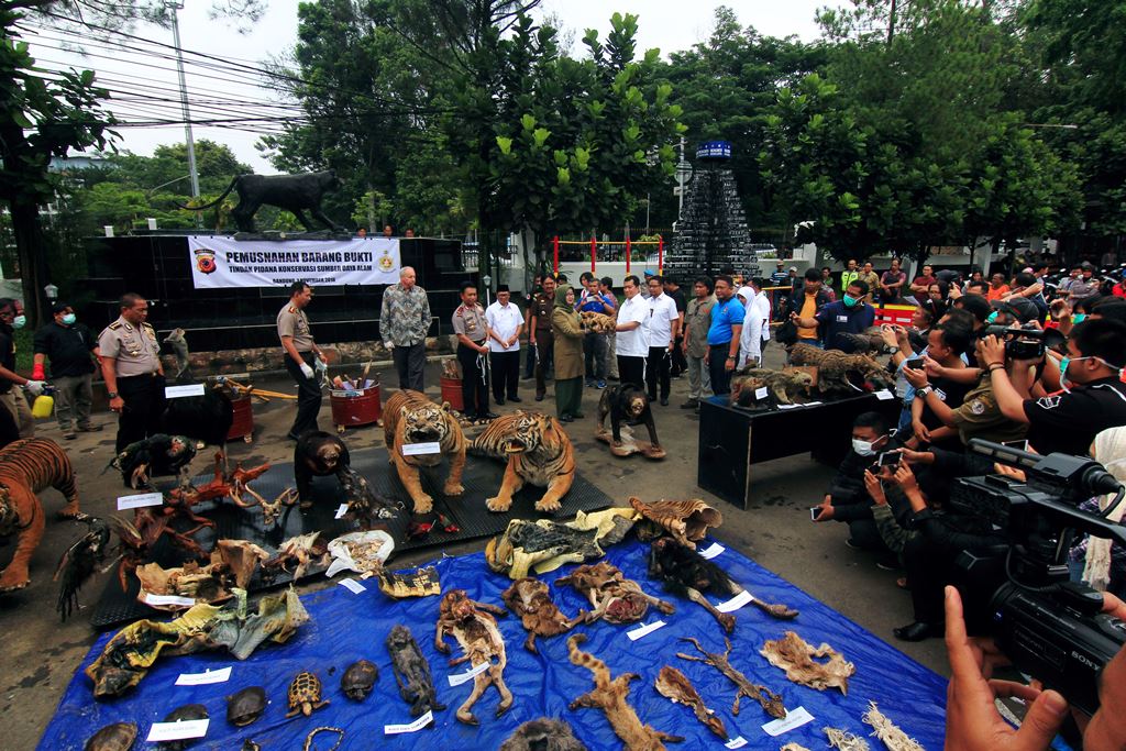 Suasana penyerahan simbolis satwa hasil sitaan dari kepolisaan kepada pihak Balai Besar Konservasi Sumber Daya Alam Jawa Barat di halaman markas Polrestabes Bandung, Jalan Jawa, Kota Bandung, Selasa (1/11/2016). foto : Donny Iqbal