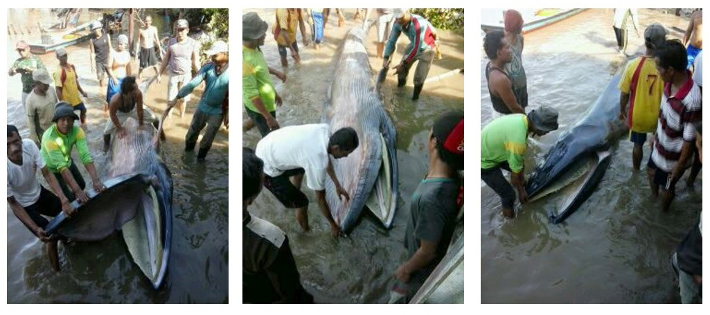 Paus yang terdampar yang diperkirakan merupakan jenis Bryde’s whale. Sumber: akun Facebook Ridwan Ranchhodas Chanchad