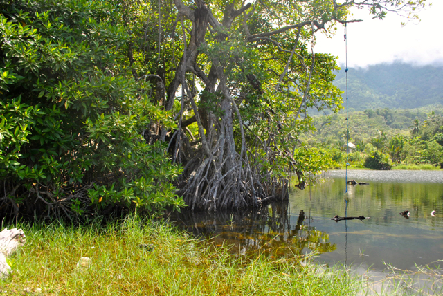 Malut, daerah kepulauan. Mangrove daerah ini mesti mendapatkan perhatian serius.Foto: M Rahmat Ulhaz