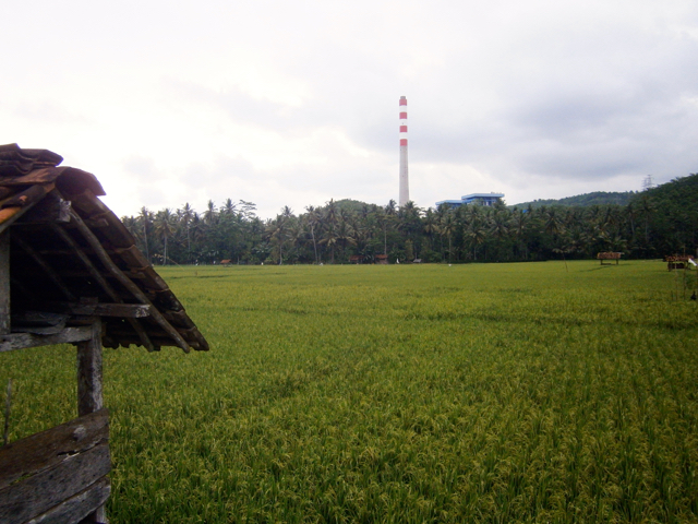 Sawah warga di Sumberejo dan cerobong PLTU dari kejauhan. Foto: Nuswantoro