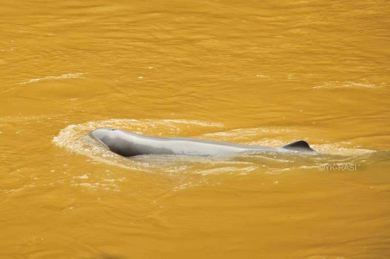 Pesut yang berada di Sungai Mahakam. Foto: akun Facebook RASI