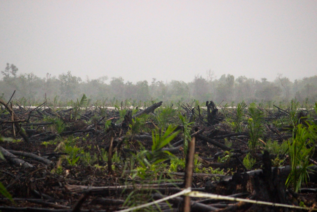 Hutan gsmbut terbakar (dibakar) di Kalteng, setelah api padam jadi kebun sawit. Apakah niat UU Perkelapasawitan melindungi aksi-aksi seperti ini? Kalau melihat, sanksi, jauh-jauh lebih ringan dari UU Perkebunan. Foto: Sapariah Saturi