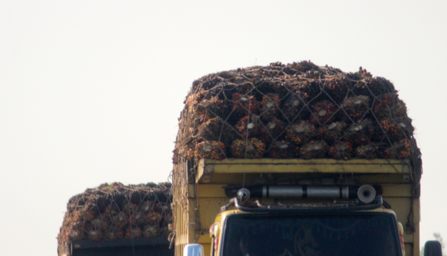 Sawit dari kebun diangkut pakai truk menuju pabrik. Keterlacakan asal sawit masih lemah hingga potensi asal buah dari kawasan-kawasan terlarang masih tinggi. Tantangan mencapai sawit berkelanjutan. Foto: Sapariah Saturi