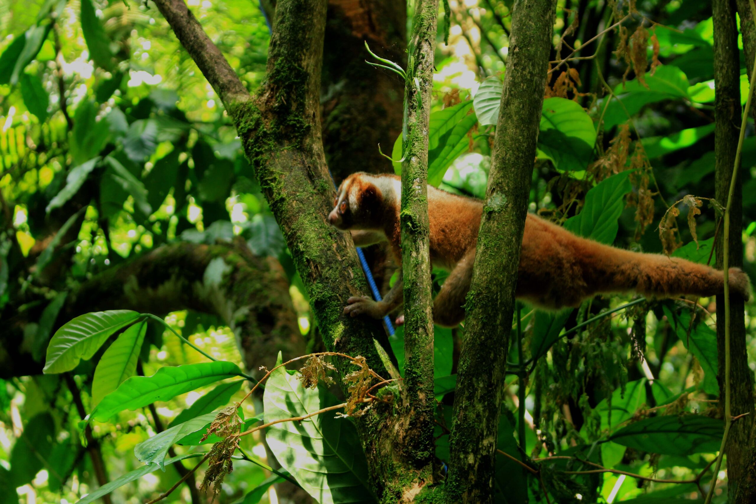 Kukang jawa (Nycticebus javanicus), merupakan primatan endemik Indonesia yang keberadaannya semakin terancam. Foto Donny Iqbal