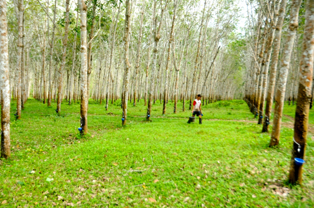 Seorng pekerjan di kebun karet Lonsum di Bulukumba. Foto: Eko Rusdianto