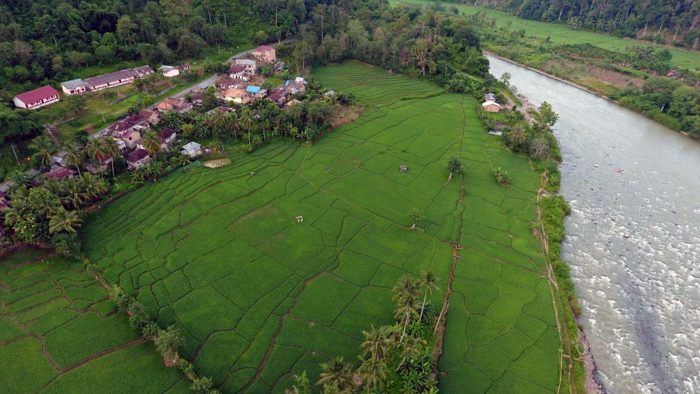 Hamparan sawah hijau di tepi Sungai Lematang di Desa Pulau Pinang, Kabupaten Lahat, Sumsel. Foto: Jabrik-INFIS