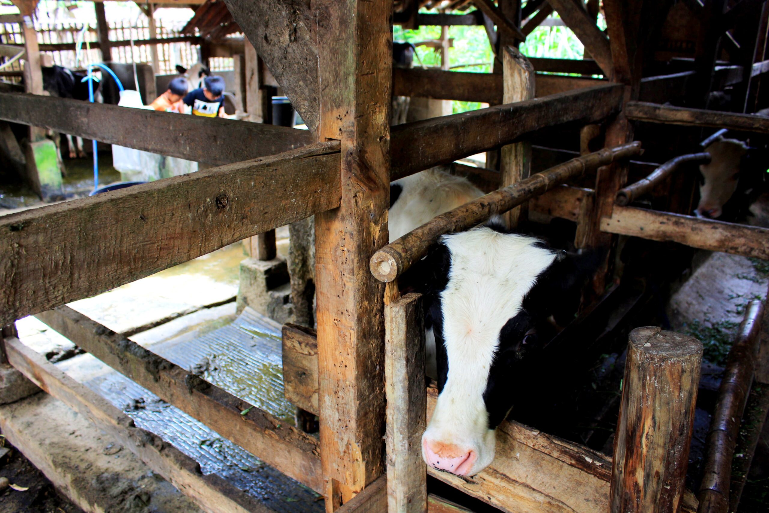 Seekor sapi di kandang di Kampung Cikoneng 1, Desa Cibiru Wetan, Kecamatan Cileunyi, Kabupaten Bandung. Sebagian besar warga pampung ini merupakan peternak sapi perah yang menghasilkan limbah ternak sapi cukup besar. Foto : Dony Iqbal