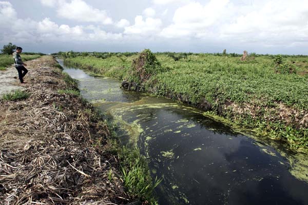 Kebun sawit yang masuk Rawa Tripa, mengubah keseimbangan ekosistem alam yang telah tertata baik. Foto: Junaidi Hanafiah