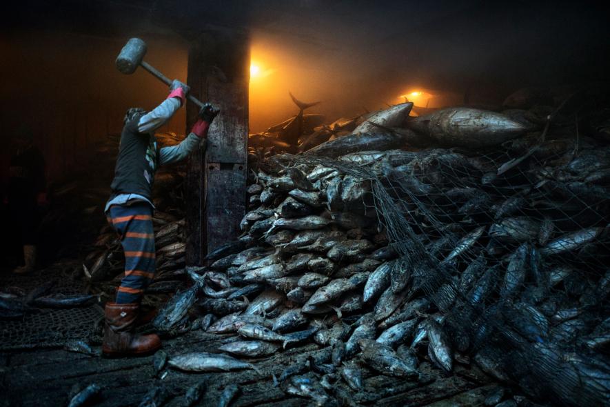 ikan