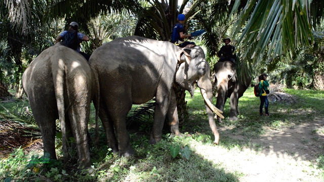 Ketiga gajah Sumatera ini menunggu di Aras Napal, Langkat, persiapanpindah ke SM Barumun. Foto: Ayat S Karokaro