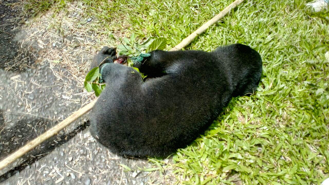 Beruang madu berita yang terjerat di kebun warga di Nagari Tanjung Beringin, Sumatera Utara. Foto: Yuliswan