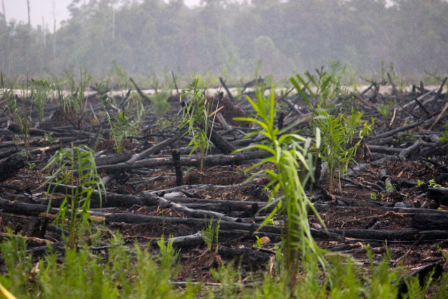 Sawit di Kalimantan Tengah ini ditanam di lahan yang baru habis terbakar (setelah hujan, api padam, muncul sawit). Lahan ini sebelumnya, hutan gambut. Foto: Sapariah Saturi 