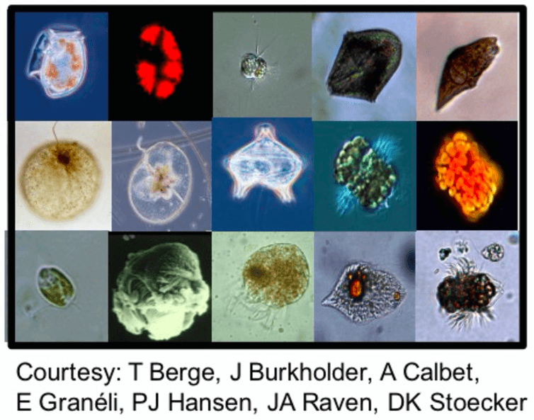 Plankton dalam aneka wujud. Sumber: Aditee Mitra