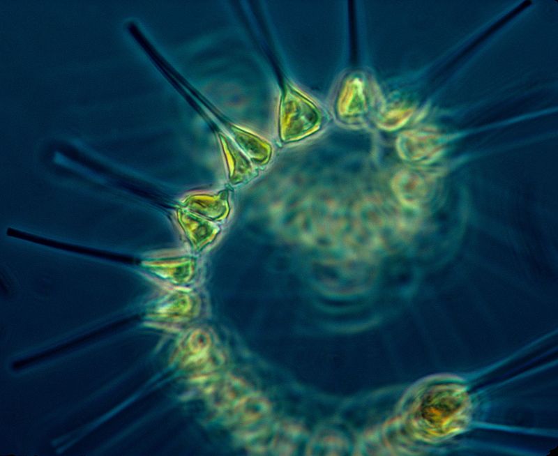 Phytoplankton, organisme pengontrol kehidupan laut yang luar biasa pentingnya. Sumber: Wikipedia