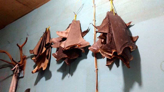 Siri hiu yang tergantung di Toko Lambau Sena Mandiri. Foto: Eko Rusdianto