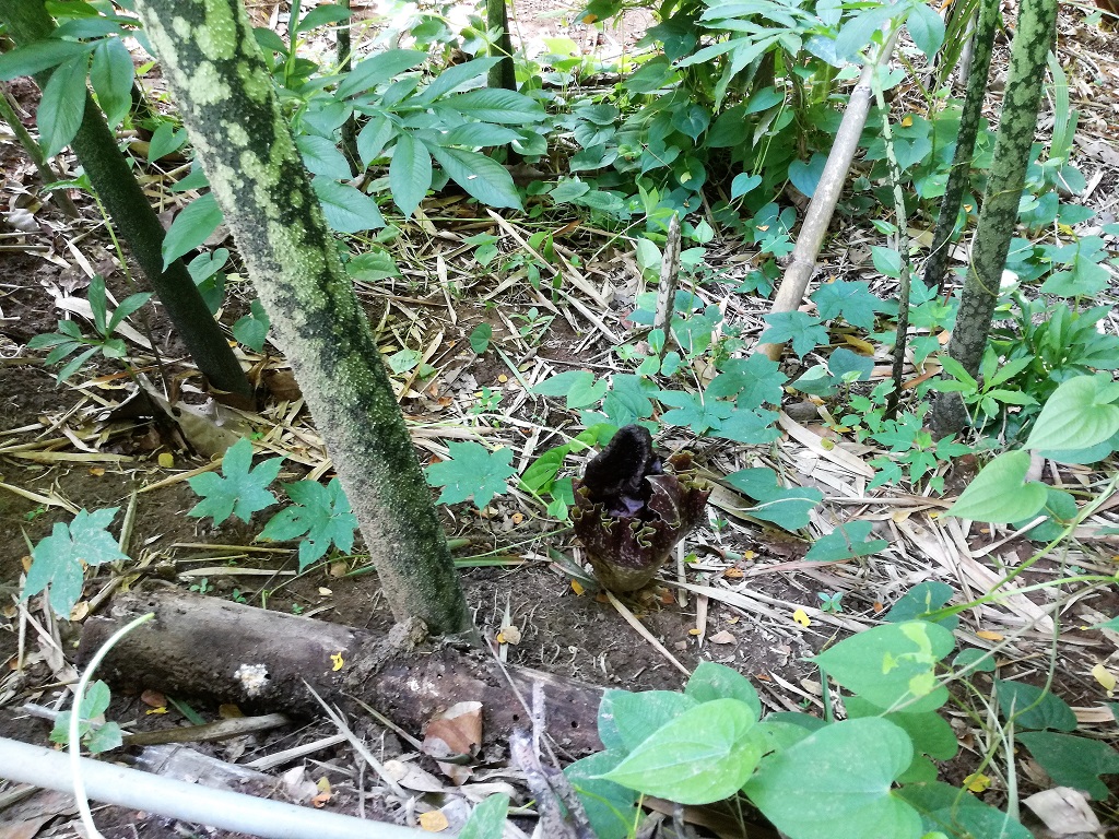Keunikan Amorphophallus adalah cara pertumbuhannya. Ketika tanamannya tumbuh dalam bentuk batang maka ia tidak akan berbunga. Sebaliknya ketika berbunga maka tak akan muncul batang. Pertumbuhan bunganya akan ditentukan oleh kondisi tanah sekitar. Foto Wahyu Chandra