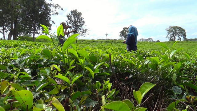 Kebun Teh Bah Butong, di Simalungun, yang menjadi salah satu sasaran wisatawan menikmati keindahan sebelum menuju Danau Toba. Foto: Ayat S Karokaro