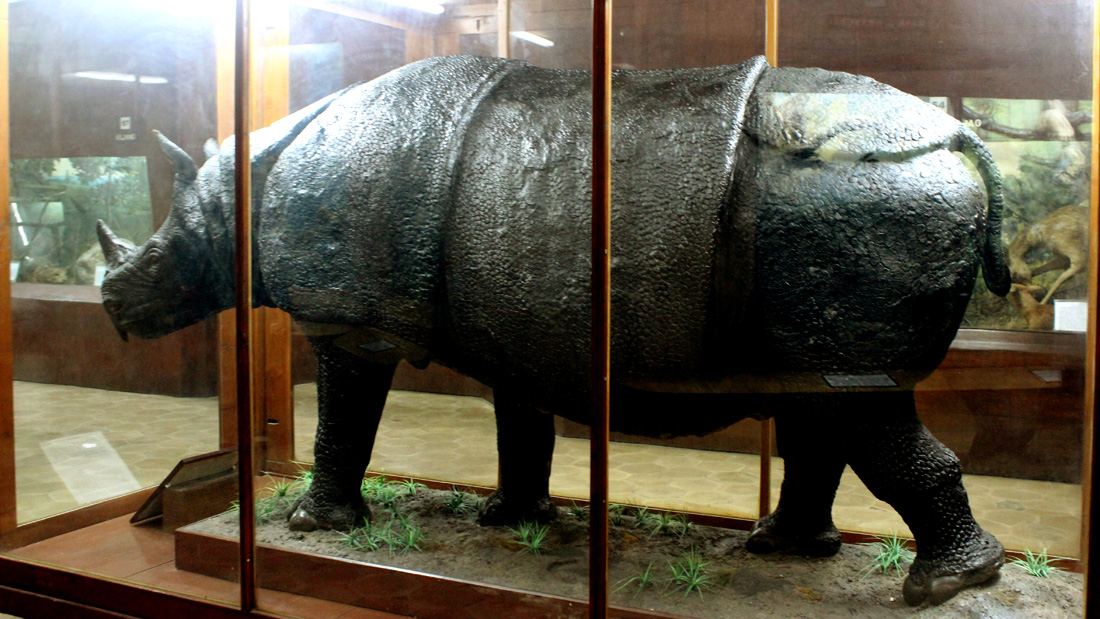 Spesimen badak jawa yang ada di Museum Zoologi, Kebun Raya Bogor. Foto: Rahmadi Rahmad