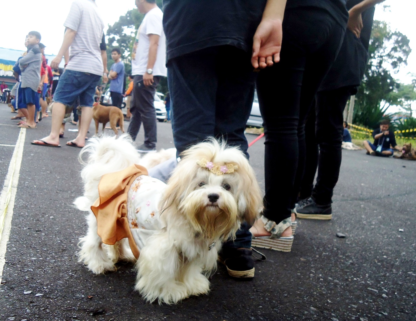 Seekor anjing yang disertakan dalam kontes-anjing dalam acara Fun Dog Festival yang diadakan oleh Dog Lovers Tomohon (DLT) di Kota Tomohon, Sulut, pada Sabtu (10/12/2016). Foto : Themmy Doaly