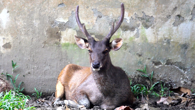 Rusa sambar. Foto: Ayat S Karokaro