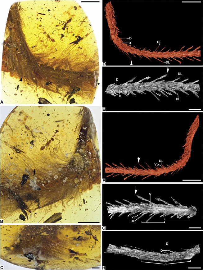 Buntut dinosaurus berdasarkan hasil X-Rayy. Sumber: Jurnal Current Biology