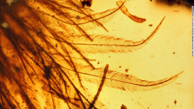 Bulu dinosaurus yang berada di batu ambar