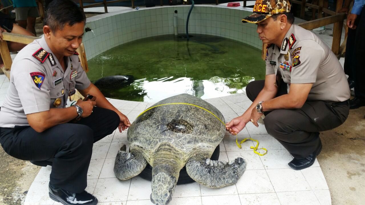 Direktur Ditpolair Polda Bali Kombes Pol Sukandar (kiri) dan Wadirpolair Polda Bali AKBP Eddy Sulistiyanto melakukan observasi satu dari lima ekor ekor penyu hijau (Chelonia midas) sebelum dilepasliarkan di Pantai Kuta, Bali pada Jumat (09/12/2016). Foto : Dwi Suprapti/WWF-Indonesia